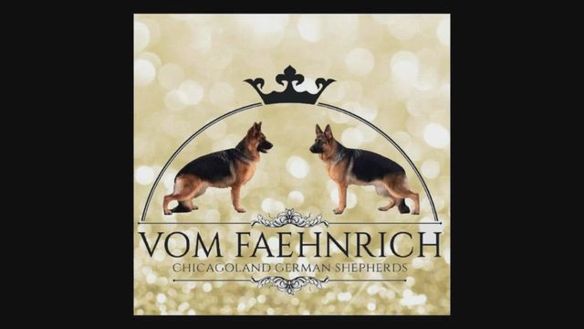 Vom faehnrich sale german shepherds